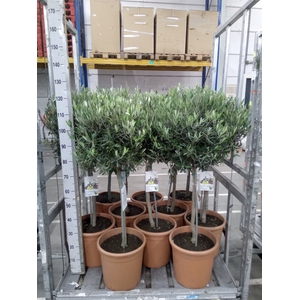 Olea europaea