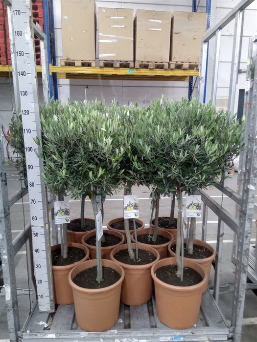<h4>Olea europaea</h4>