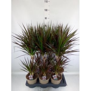 Dracaena marg. 'Magenta'