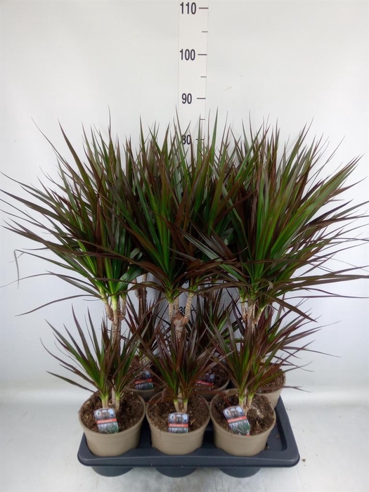 <h4>Dracaena marg. 'Magenta'</h4>