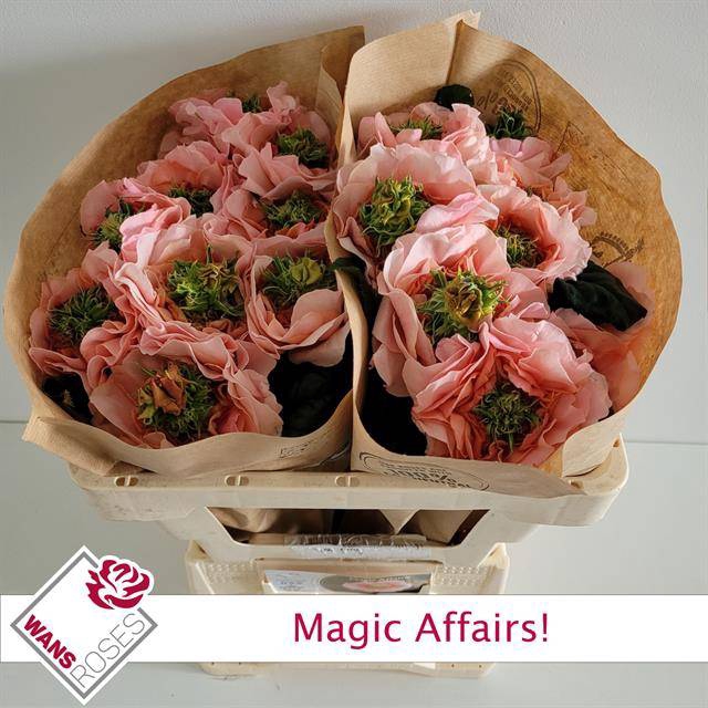 <h4>R GR MAGIC AFFAIRS!</h4>