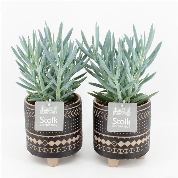 <h4>Curio talinoides var. mandraliscae 'Mount Everest'</h4>