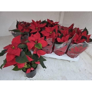 !! PROMO !! EUPHOR POINSETTIA RED P11