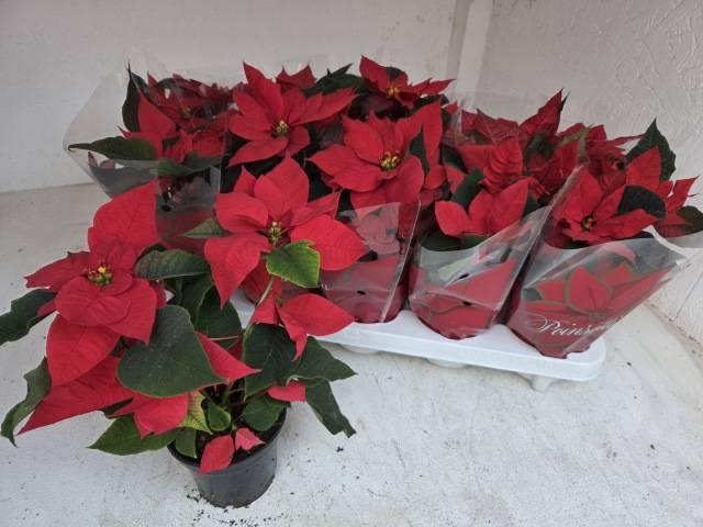 <h4>!! PROMO !! EUPHOR POINSETTIA RED P11</h4>