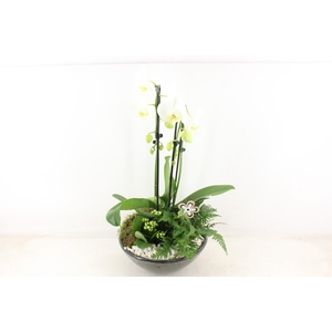 arr2 PL - Ker. schaal glazed Phal. wit