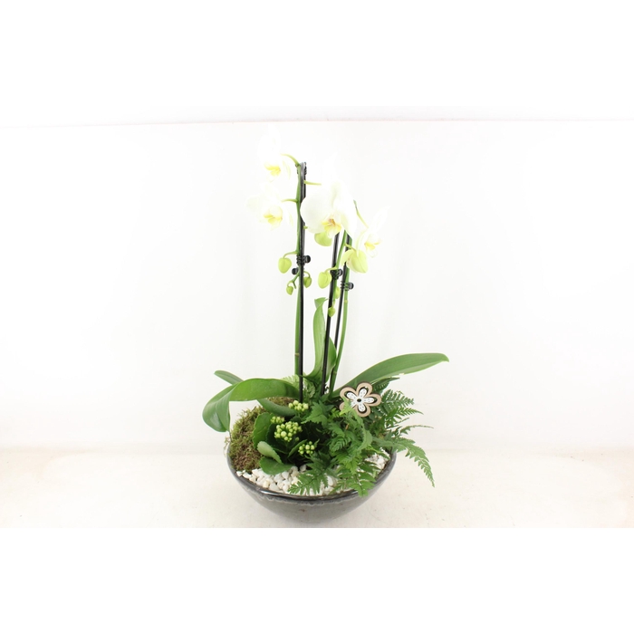 <h4>Arr2 Pl - Ker. Schaal Glazed Phal. Wit</h4>