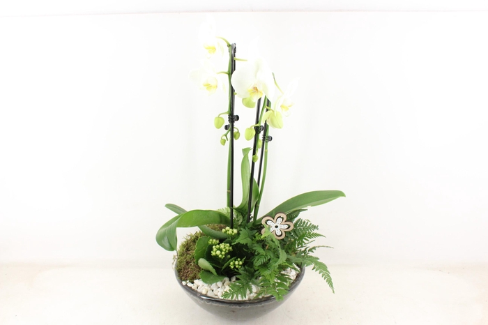 <h4>arr2 PL - Ker. schaal glazed Phal. wit</h4>