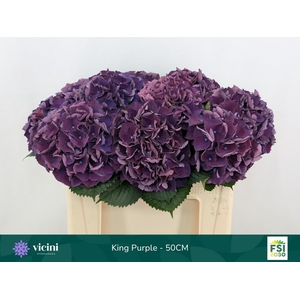 HYDR M ROYAL KING