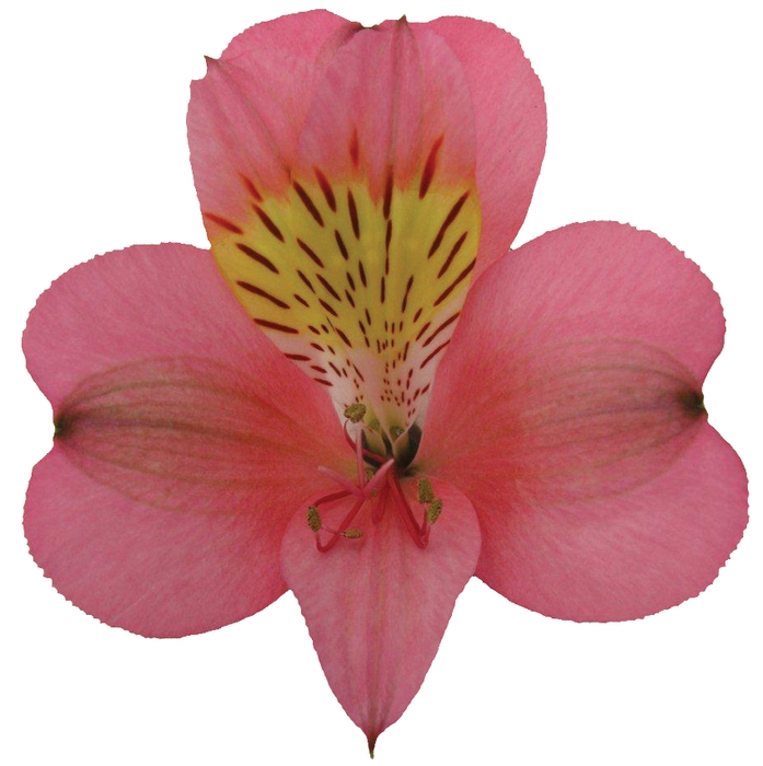 <h4>ALSTROEMERIA LIVORNO 080 CM</h4>