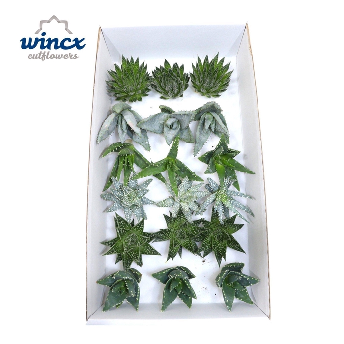 Aloe Mix (wincx) Cutflower