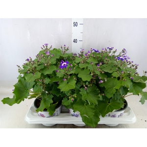 Pericallis CR 'Senetti Violet Bico'