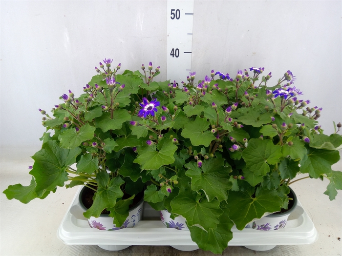 <h4>Pericallis CR 'Senetti Violet Bico'</h4>