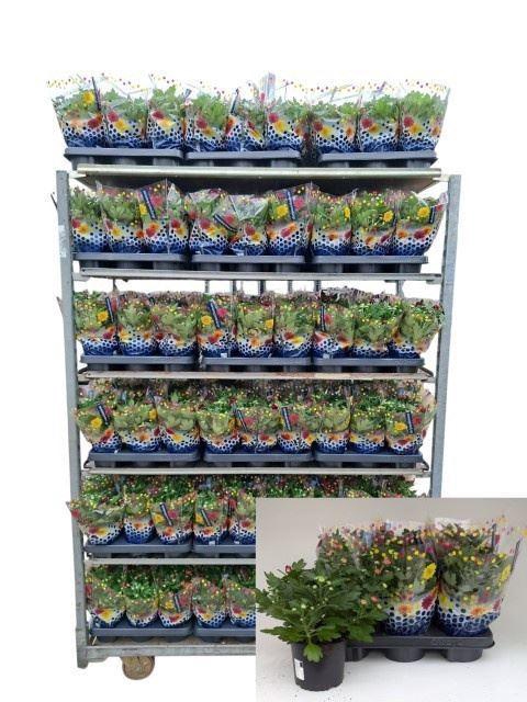 <h4>Chrysant mixkar</h4>