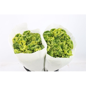 Ran Ponpon Ex Peter Pan