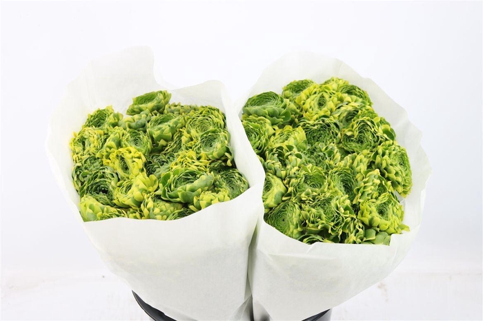 <h4>Ran Ponpon Ex Peter Pan</h4>