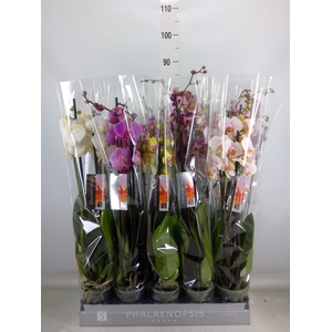 Phalaenopsis   ...mix  6