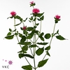 MONARDA PINK SUPREME