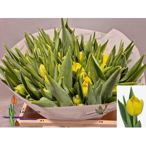 TU DU DOUBLE TROUBLE