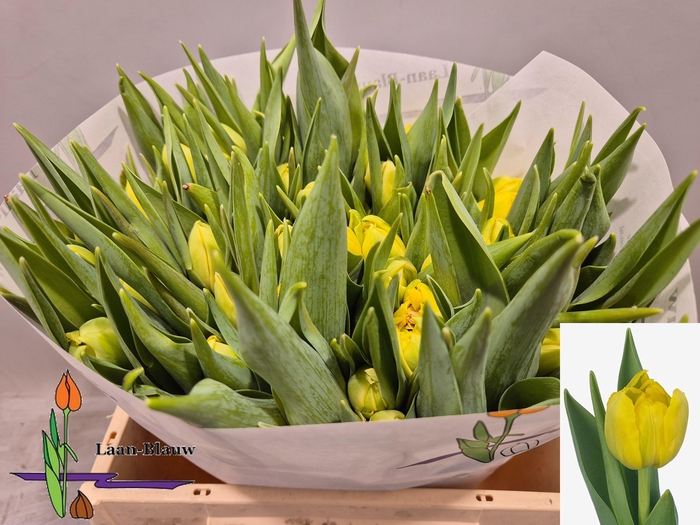 <h4>TU DU DOUBLE TROUBLE</h4>