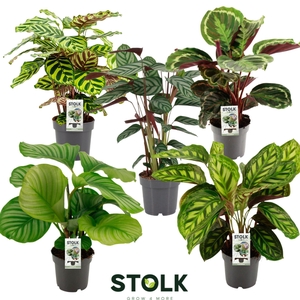 Calathea gemengd 4 soorten