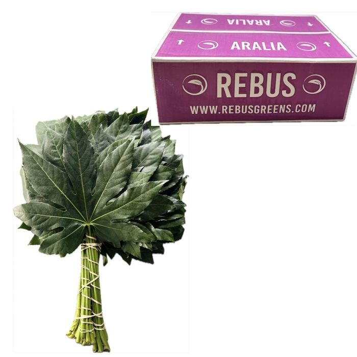 <h4>ARALIA  60 CM AIR PAARS</h4>