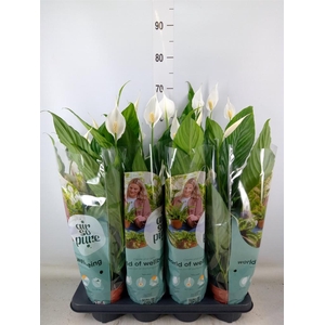 Spathiphyllum  'Sweet Curiosa'