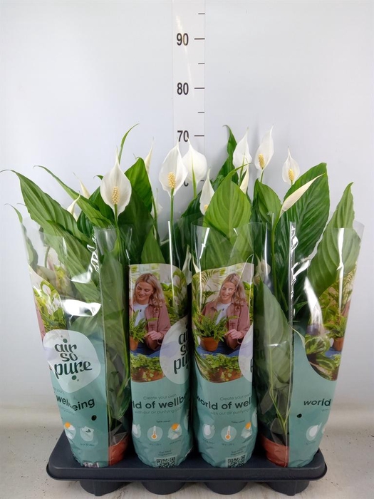 <h4>Spathiphyllum  'Sweet Curiosa'</h4>