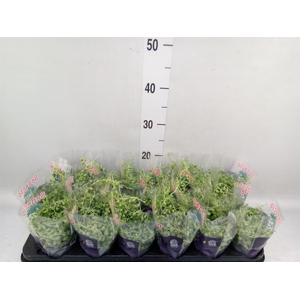 Senecio rowleyanus