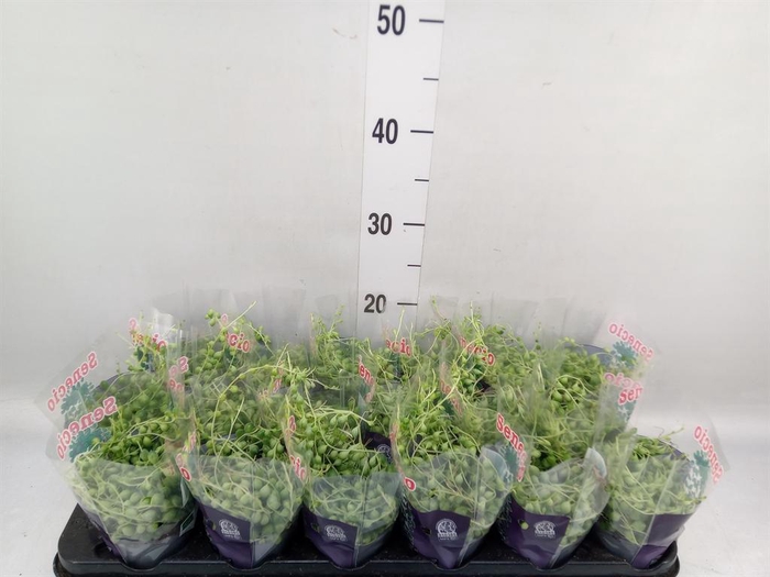 <h4>Senecio rowleyanus</h4>