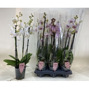 PHAL MIX 4 TAK 70CM