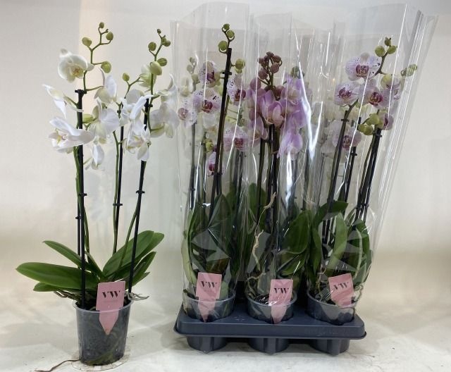 <h4>PHAL MIX 4 TAK 70CM</h4>
