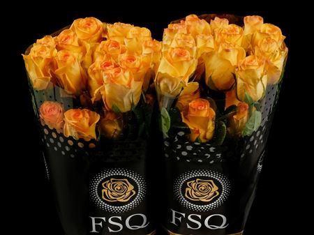 <h4>R Gr Deja Vu</h4>