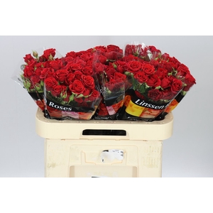 Rosa Tr Mirabel X5