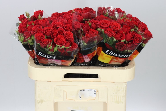 <h4>Rosa Tr Mirabel X5</h4>