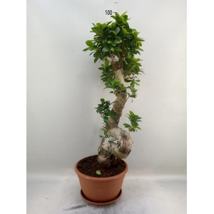 Ficus microcarpa 'Ginseng'