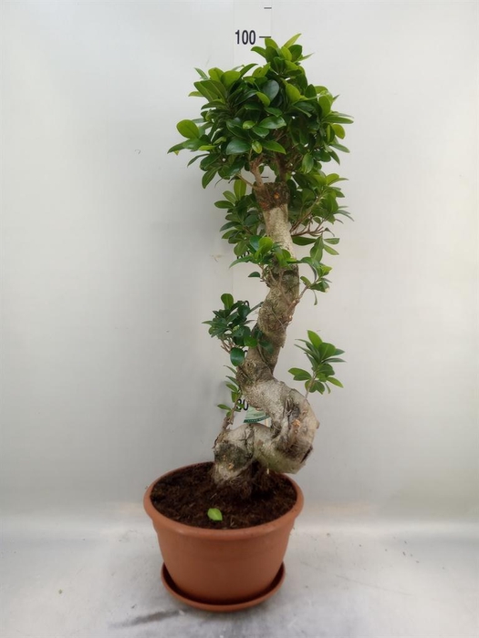 <h4>Ficus microcarpa 'Ginseng'</h4>