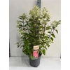 arr8 Hydr Paniculata