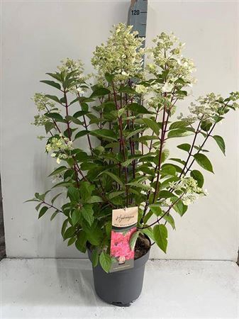 arr8 Hydr Paniculata