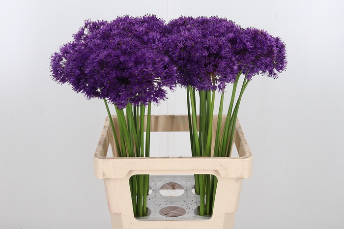 <h4>Allium Purper Sensation</h4>