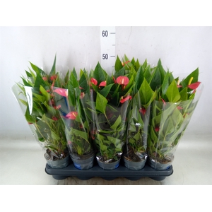 Anthurium andr. 'Mill Flowers Red'