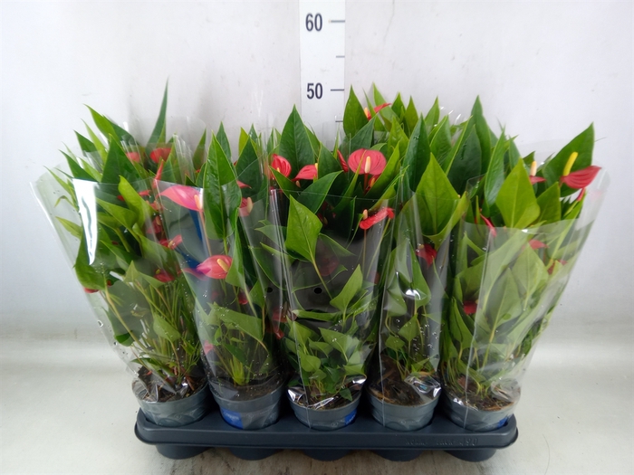 <h4>Anthurium andr. 'Mill Flowers Red'</h4>