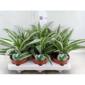 Dracaena frag. 'White Jewel'