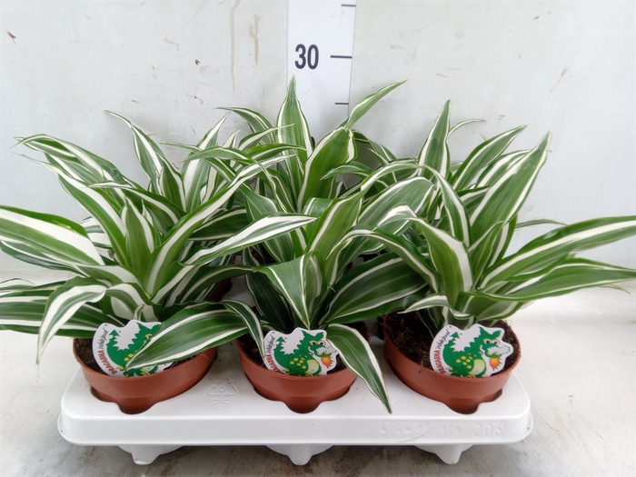 <h4>Dracaena frag. 'White Jewel'</h4>