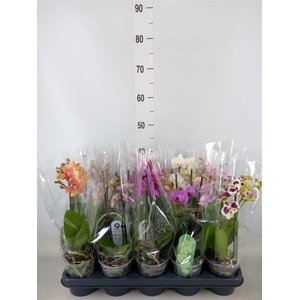 Phalaenopsis multi. ...mix 4