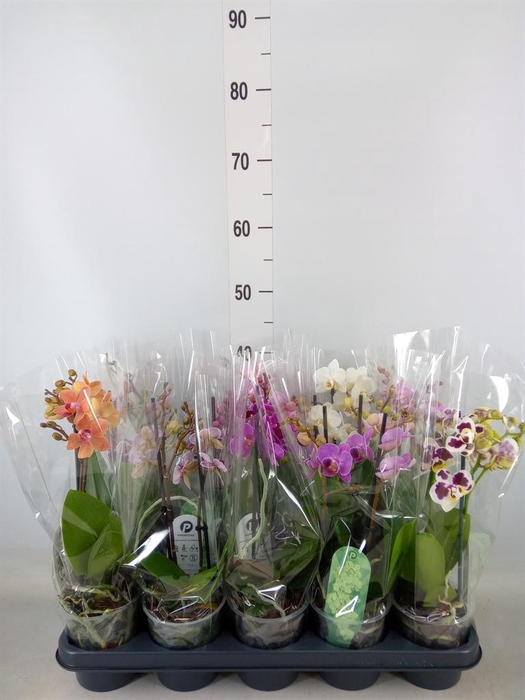 <h4>Phalaenopsis multi.   ...mix  4</h4>