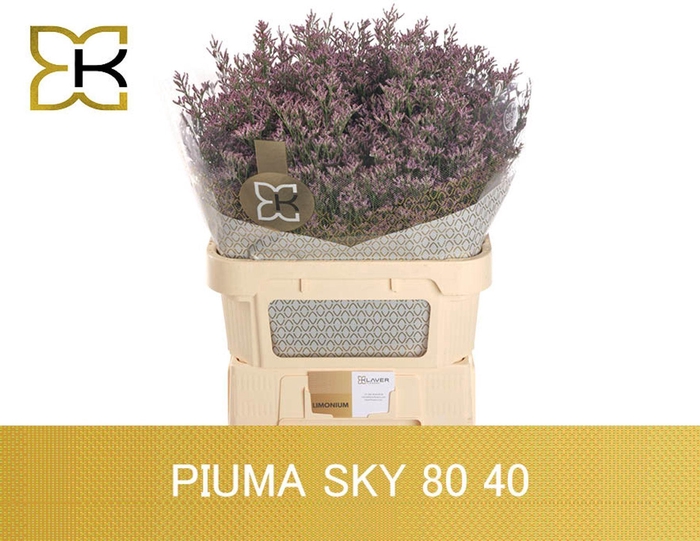 <h4>LIMONIUM PIUMA SKY LIM PIUMA SKY</h4>