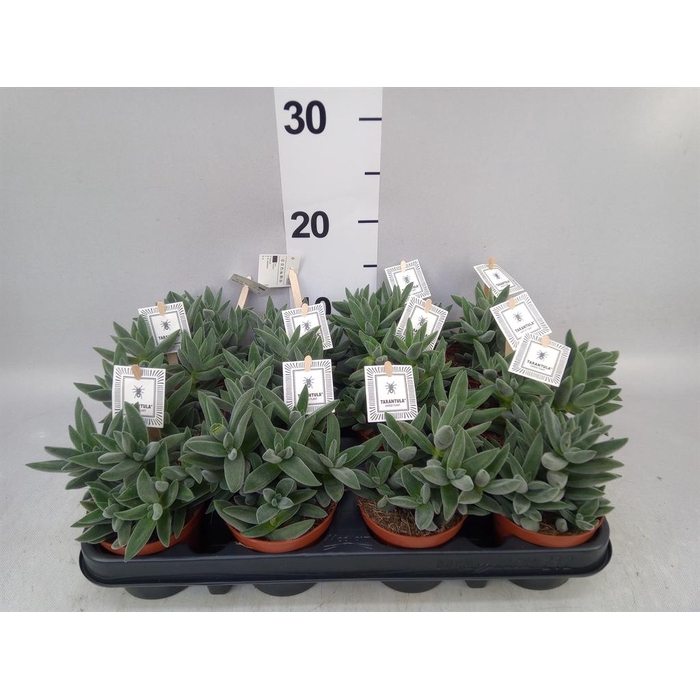 <h4>Crassula  'Tarantula'</h4>