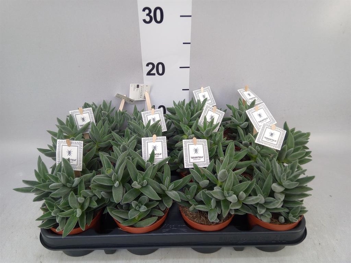 Crassula  'Tarantula'