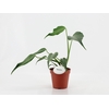 Monstera