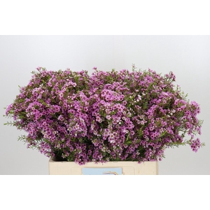 Chamelaucium Kerryn